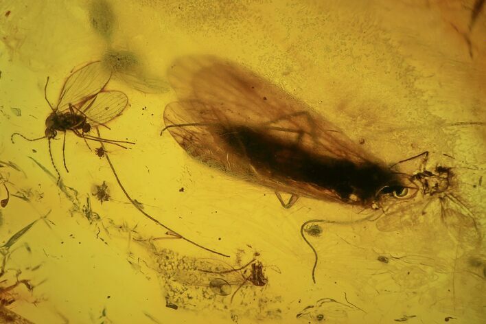 Fossil Caddisfly (Trichoptera) and Flies (Diptera) in Baltic Amber #234496
